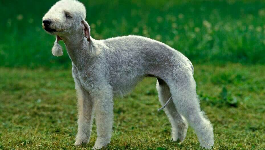 Bedlington terrier english store dogs